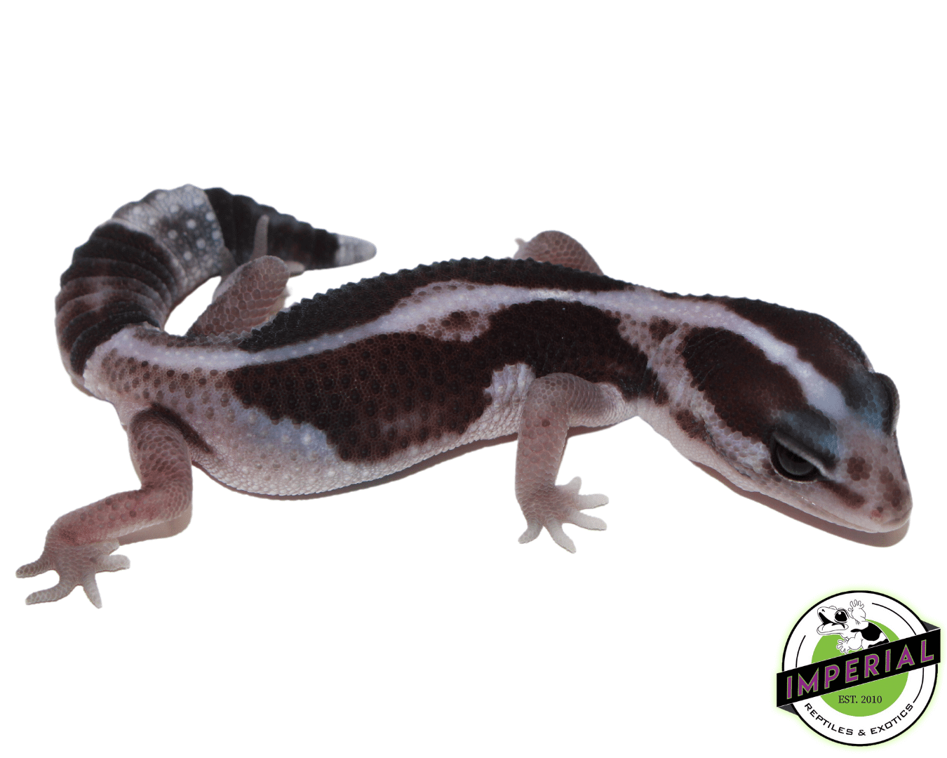 African Fat Tail gecko for sale, buy reptiles online