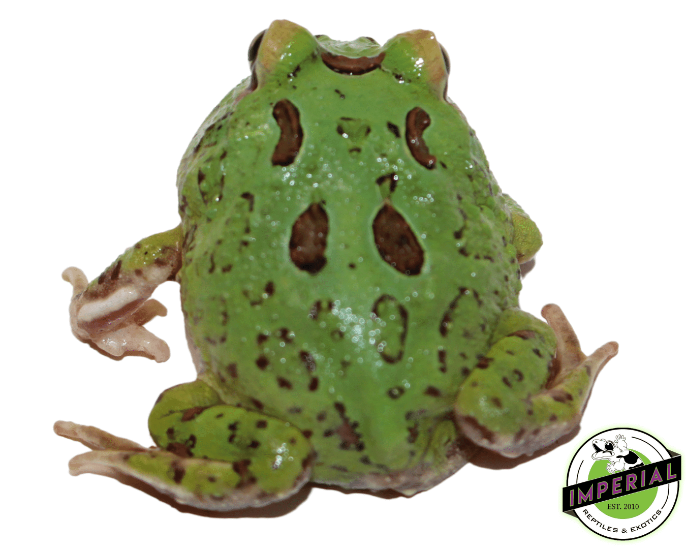 4 Spot Pacman Frog For Sale - Imperial Reptiles – IMPERIAL REPTILES
