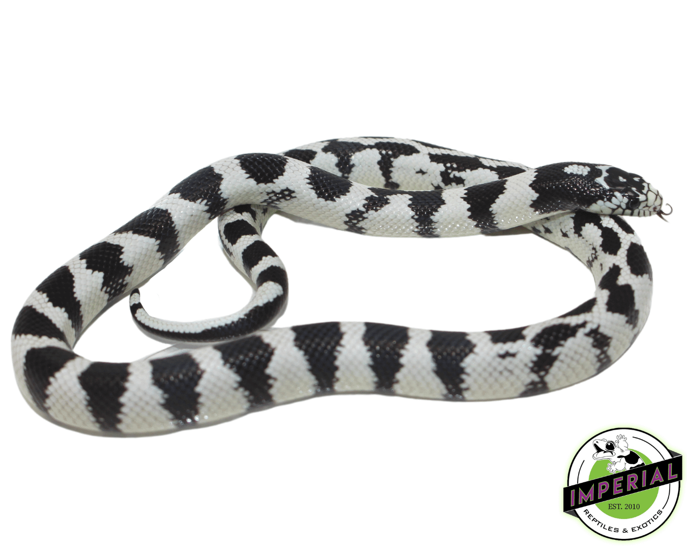 50/50 Banded cal king for sale, buy reptiles online at cheap prices
