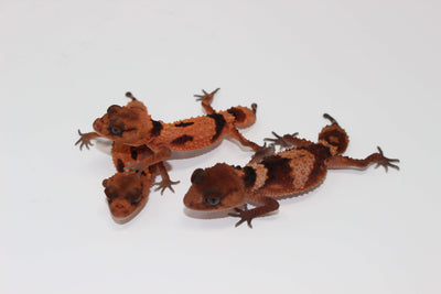 aberrant rough knob tail gecko for sale, buy reptiles online