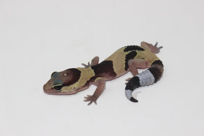 Jungle African Fat Tail Gecko Baby
