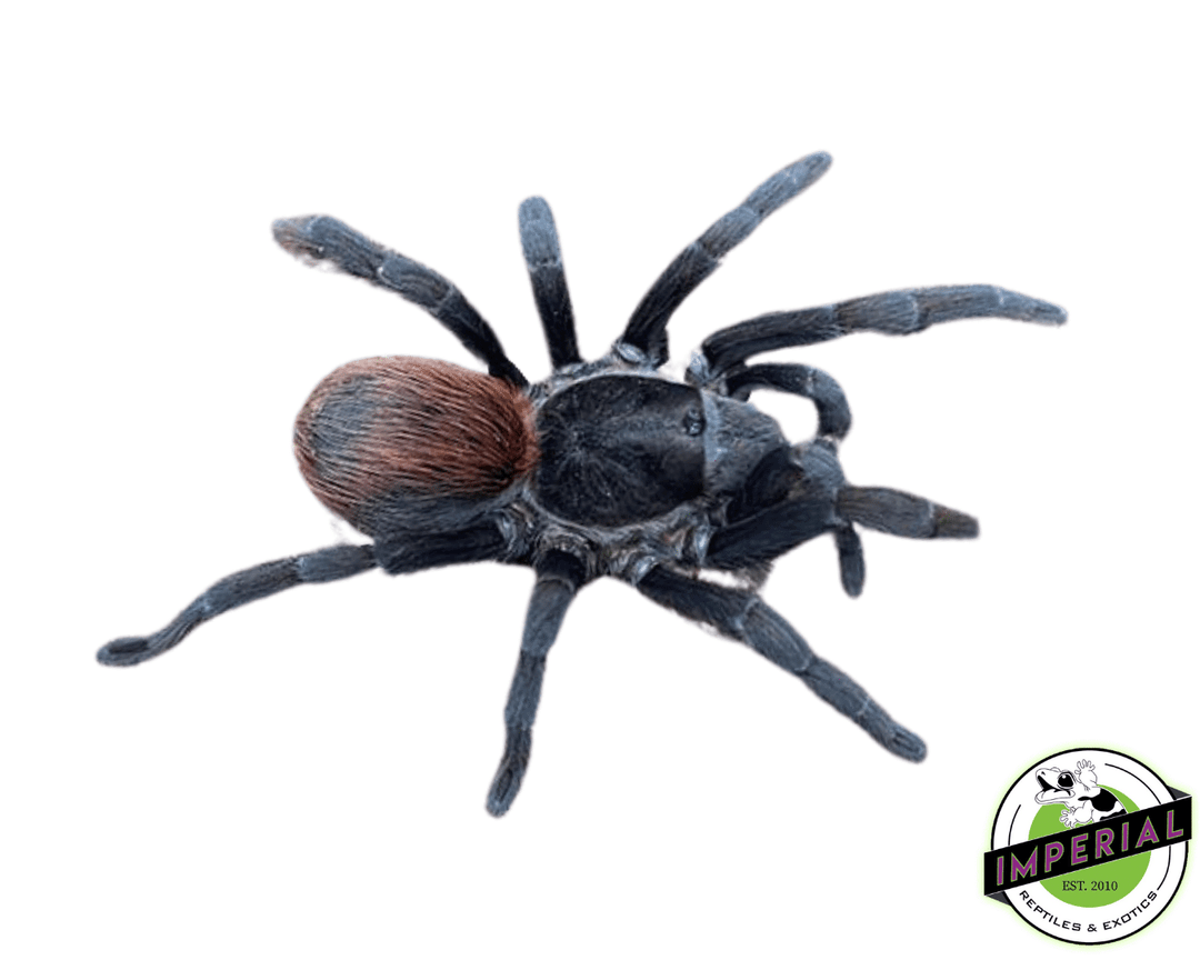 その他 Tarantula 4L Acentropelma-sp-chiapas-