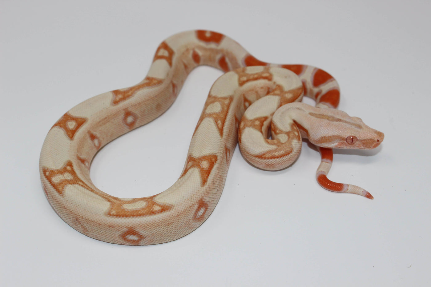 albino jungle colombian boa constrictor for sale, buy reptiles online