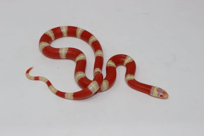 Albino nelsons milk snake for sale, buy reptiles online