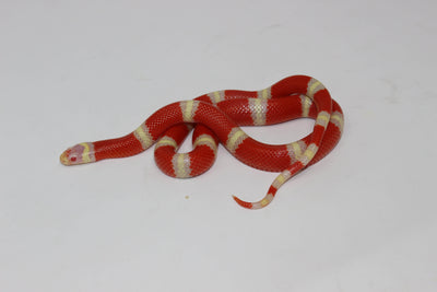 Albino nelsons milk snake for sale, buy reptiles online