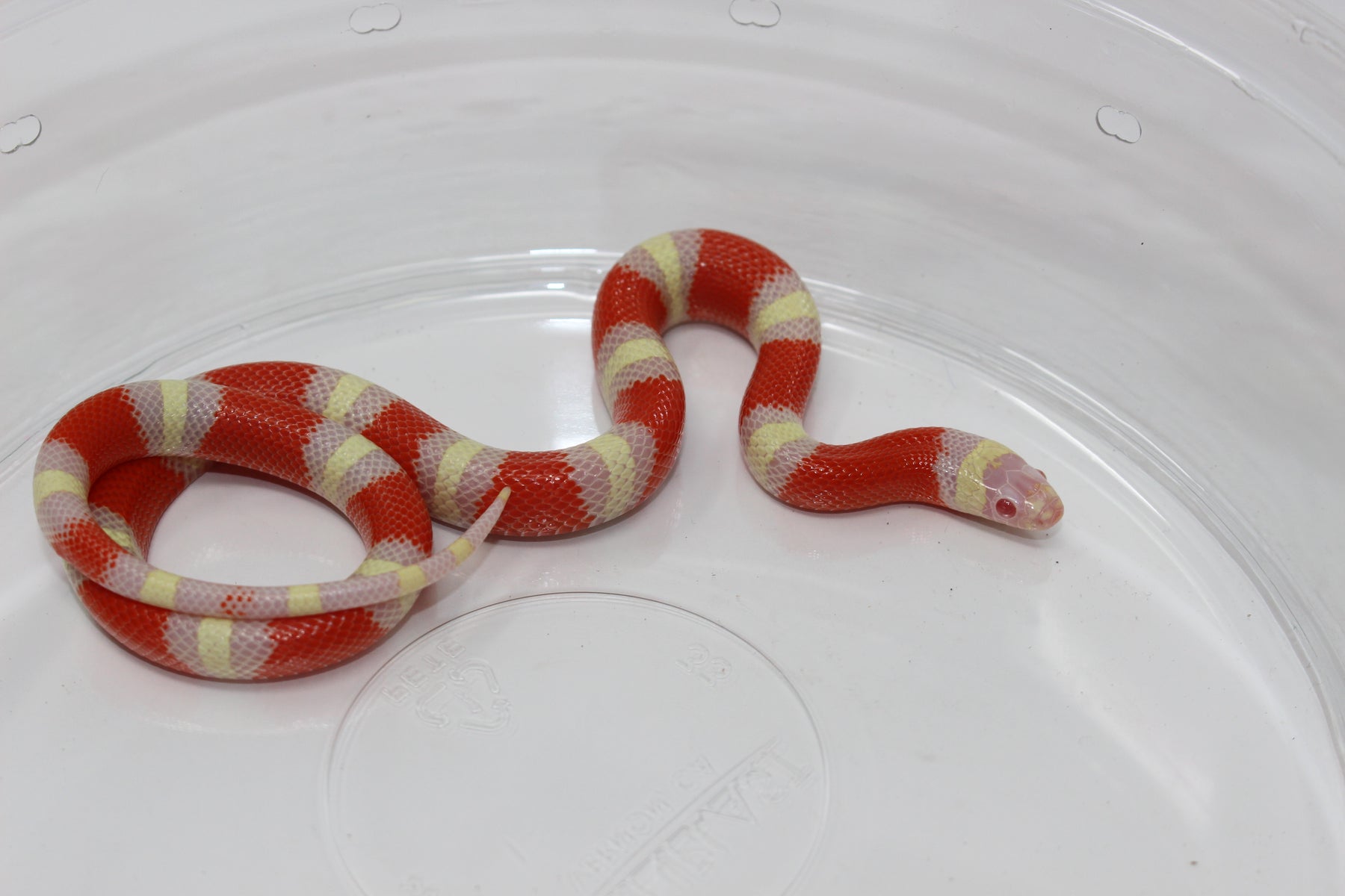 Babo Labno Baby Albino Milk Snake Albino Pueblan X Nelson Milk Snake ~ Juvenile