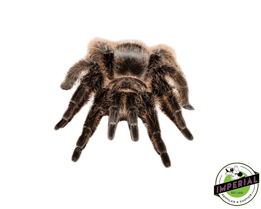 洋楽 Tarantula Argentine-Black-Tarantula-