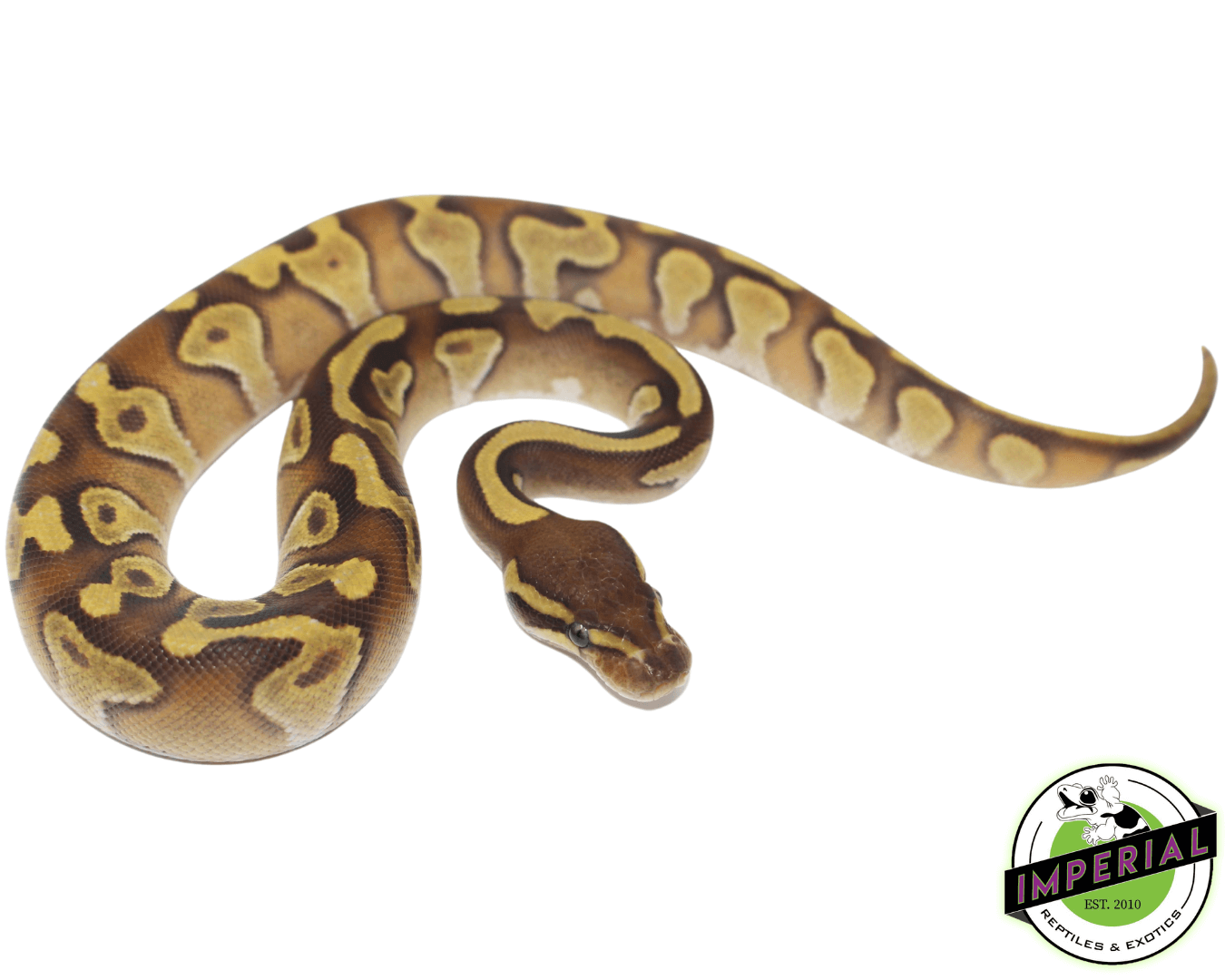 Butter Ball Python Adult