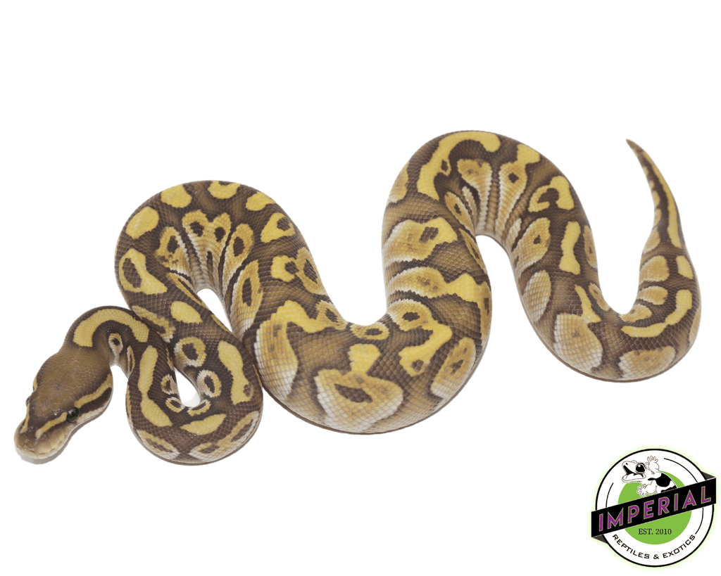 Butter Royal Python Butter Ghost Ball Python