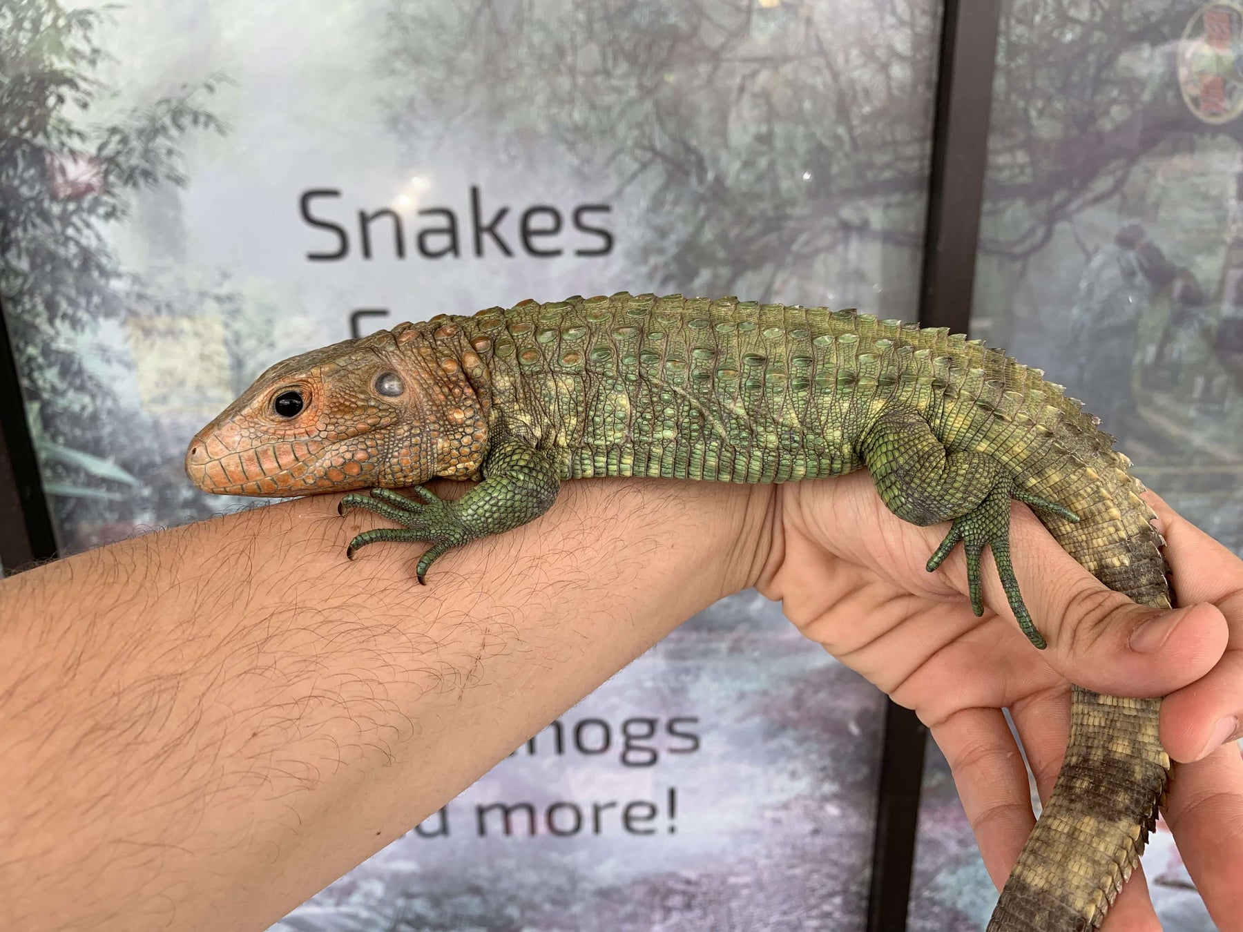 Caiman Lizard Baby For Sale Imperial Reptiles IMPERIAL REPTILES