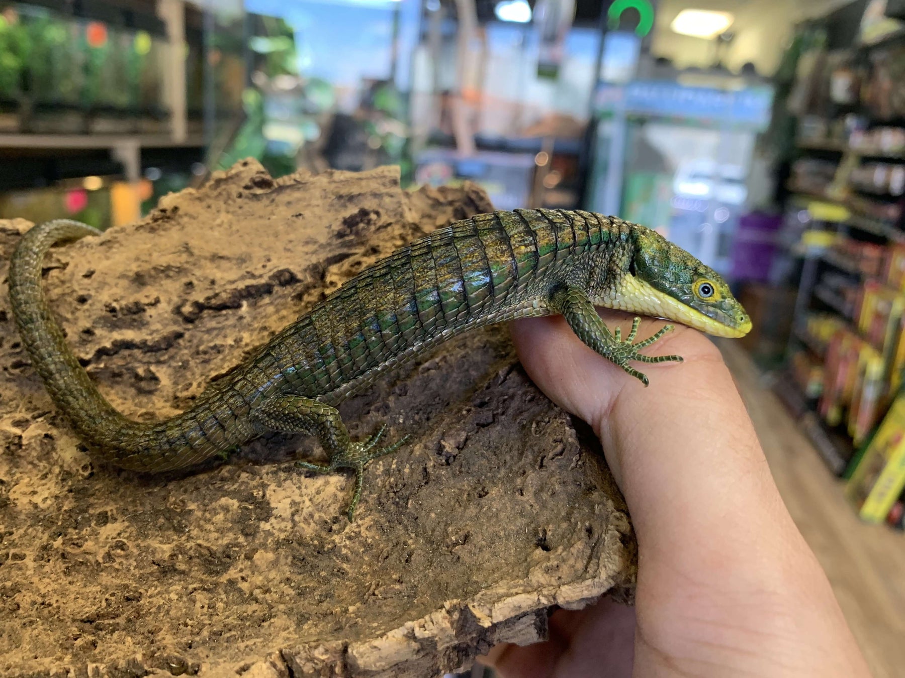 Calico Mexican Alligator Lizard (Abronia graminea) For Sale Imperial