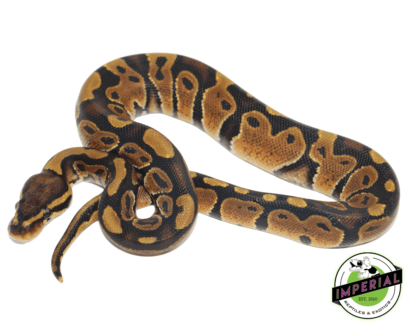 Ball Python Chocalate Chocolate Ball Python
