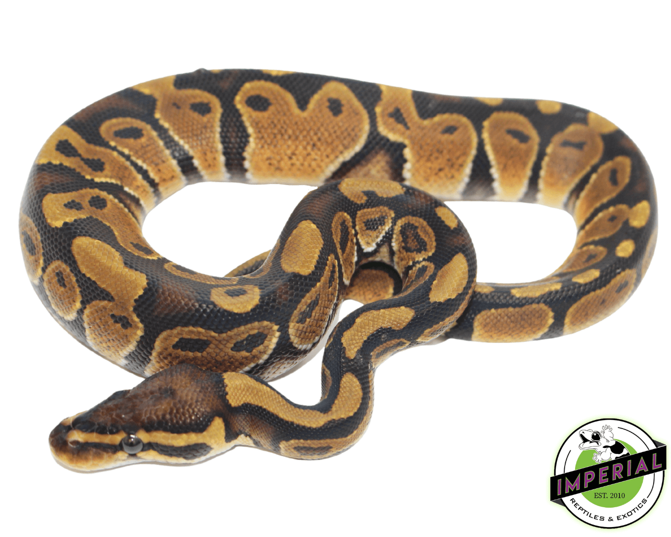 chocolate ball python for sale, buy reptiles online