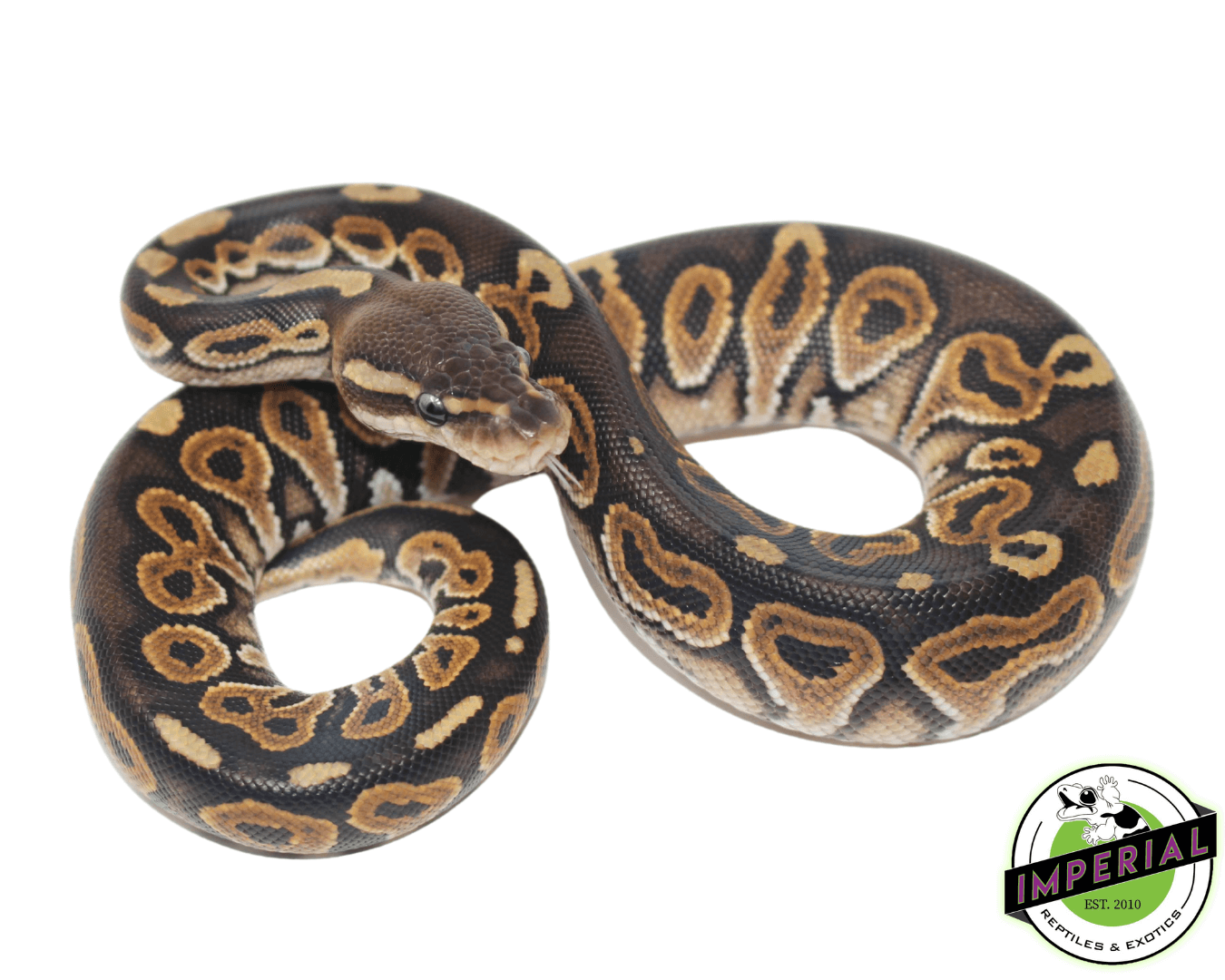 Cinnamon Corn Snake