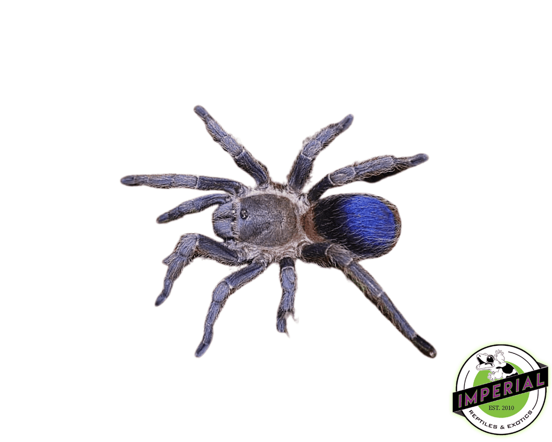Colombian-Dwarf-Blue-Tarantula