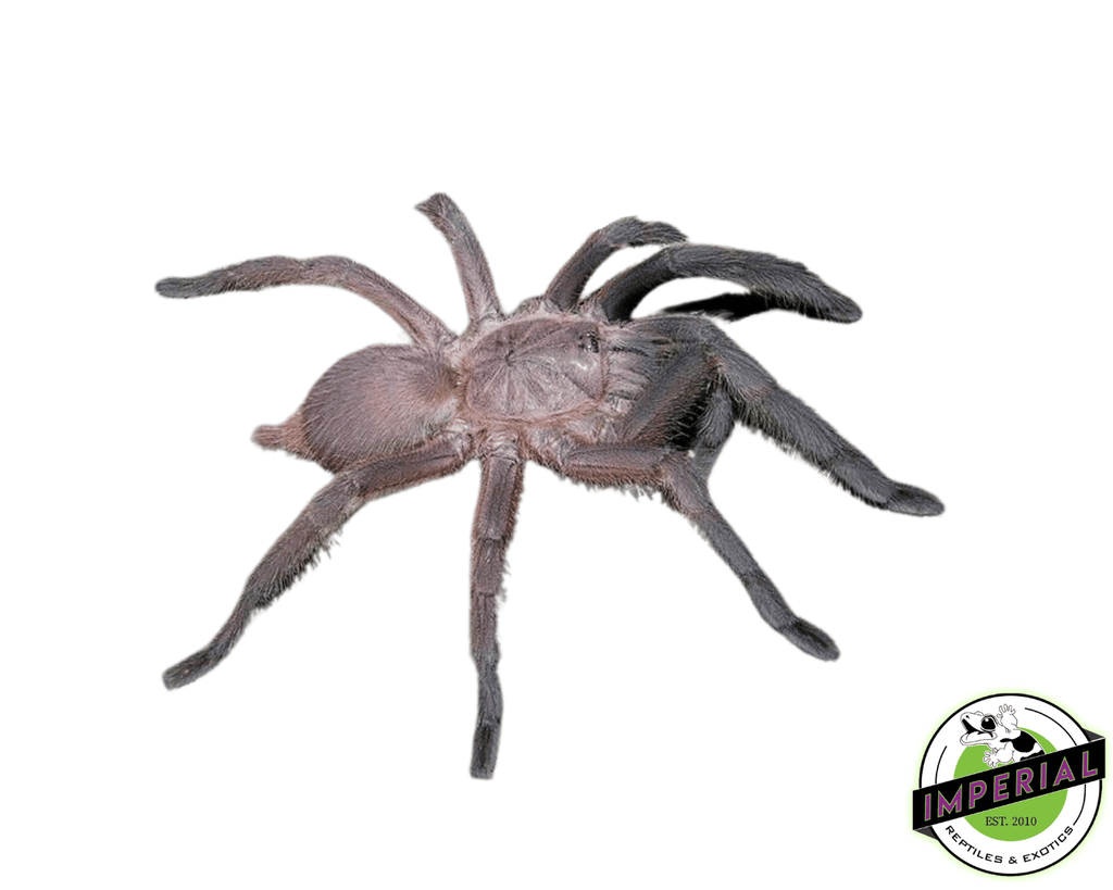洋楽 Tarantula Davus sp. chiapas - Frozen Flame Tiger Rump - Extremely Rare