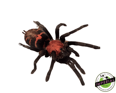 buy tarantulas online at cheap prices, tarantula for sale near me