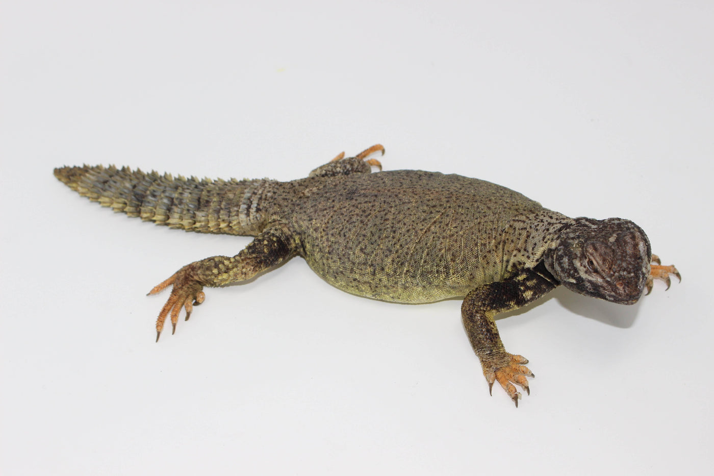 Dispar Uromastyx for sale, buy reptiles online