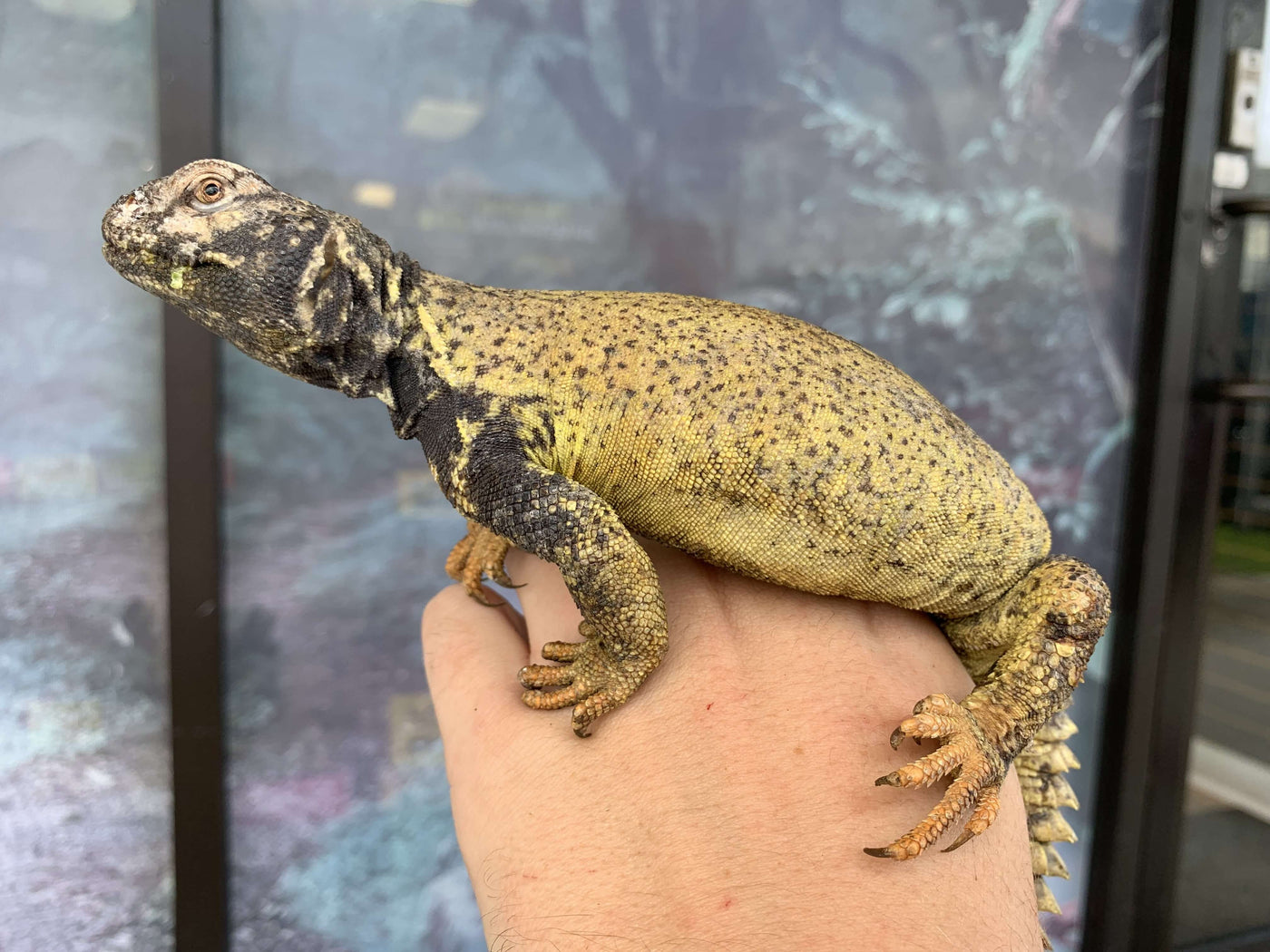 Dispar Golden Uromastyx For Sale - Imperial Reptiles – IMPERIAL