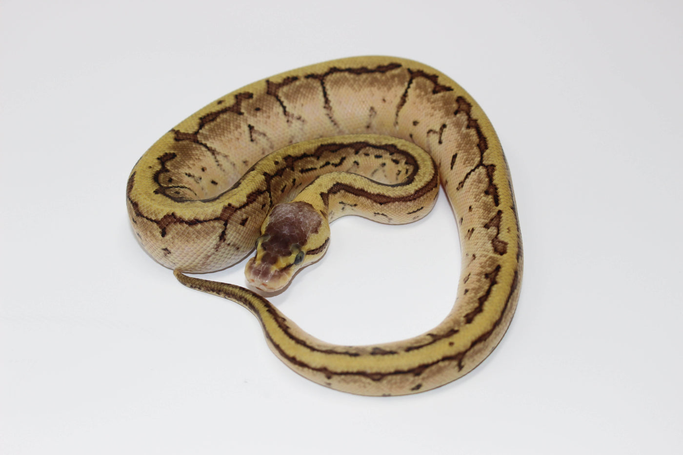 enchi lemon blast ball python for sale, buy reptiles online