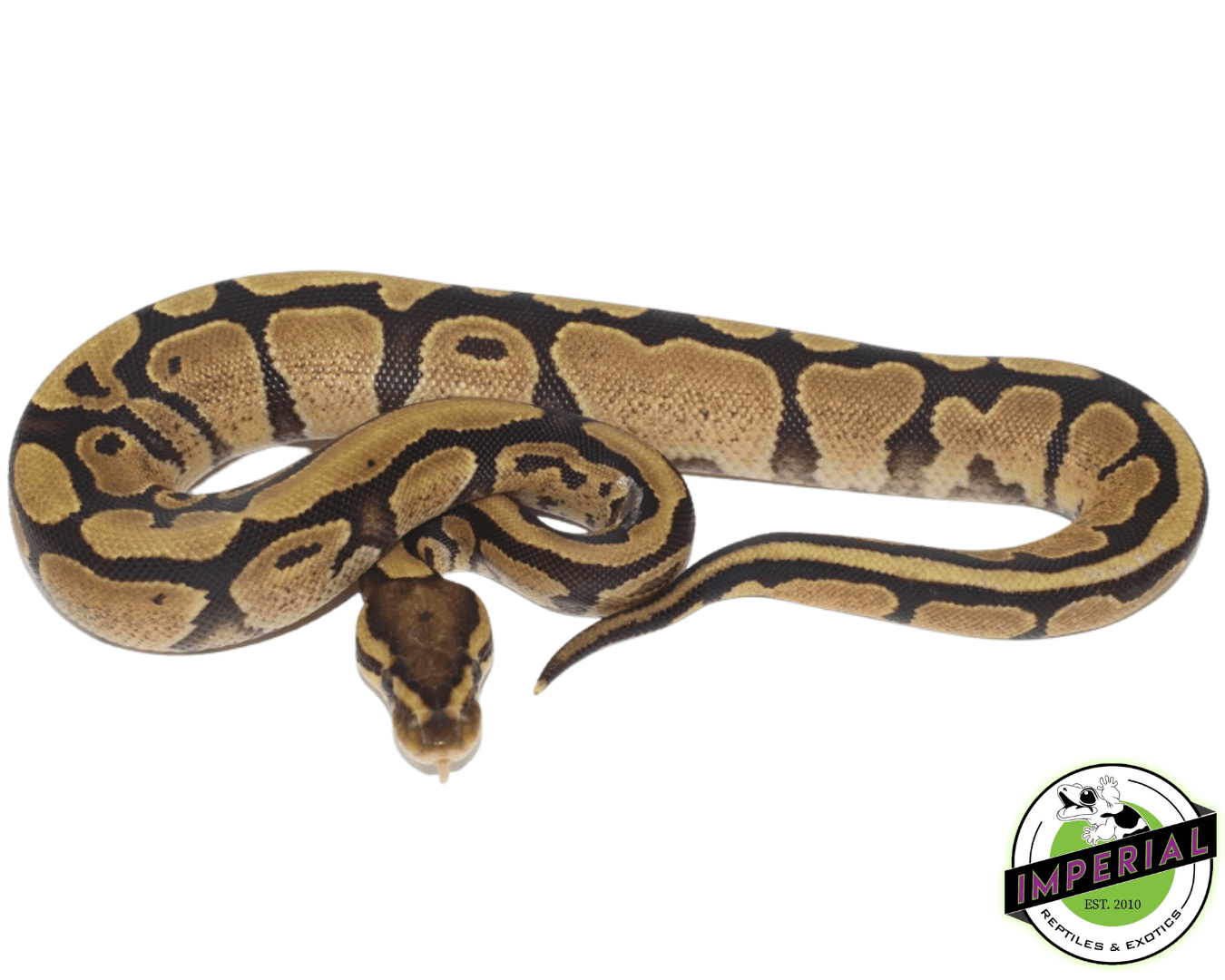 Enchi Fire Ball Python
