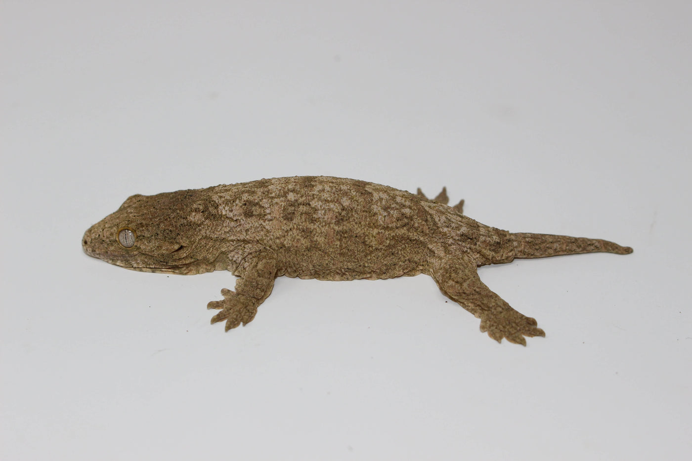 Leachianus Gecko for sale, buy reptiles online