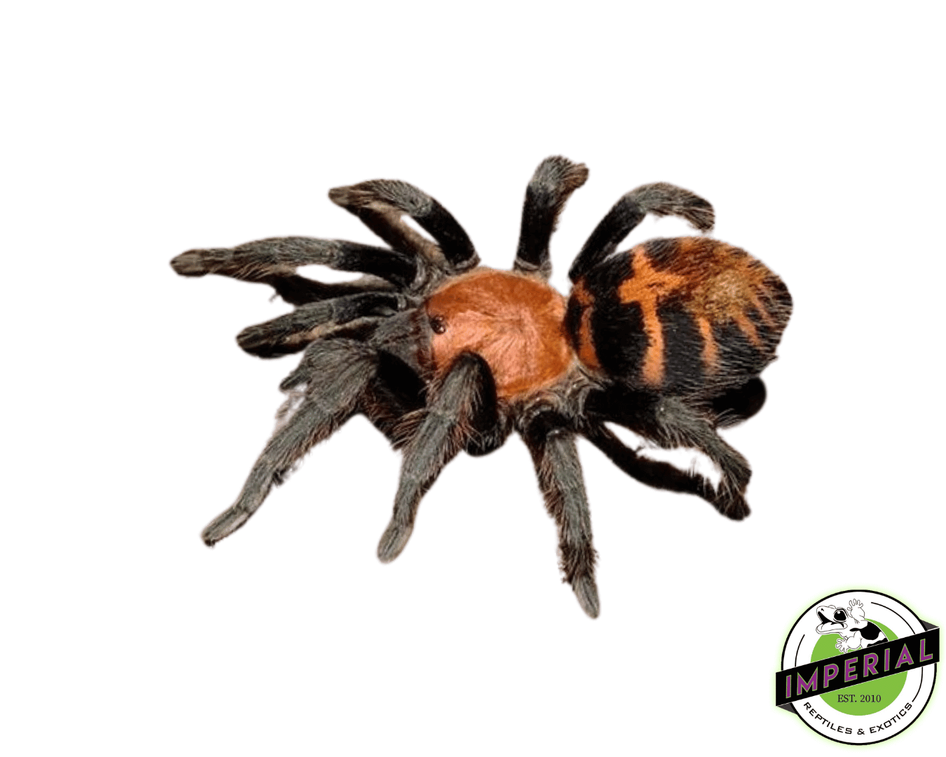 Costa Rican Tiger Rump Tarantula
