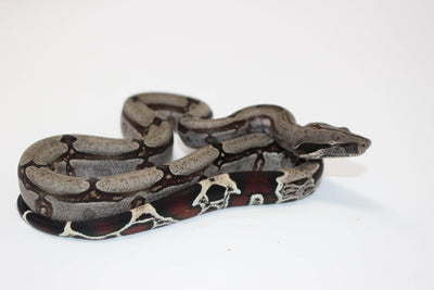 guyana red tail boa constrictor for sale, buy reptiles online