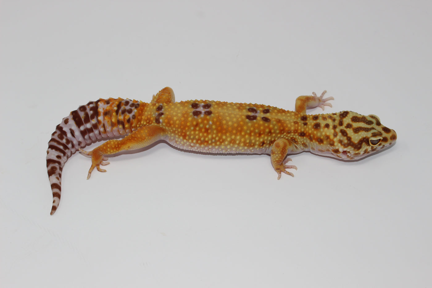 Tangerine Albino (Hybino) Leopard Gecko Adult