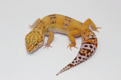 Tangerine Albino (Hybino) Leopard Gecko Adult