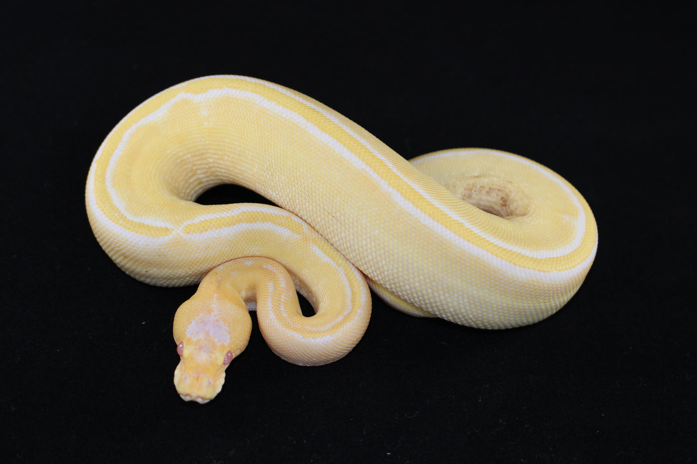 Albino Champagne Ball Python