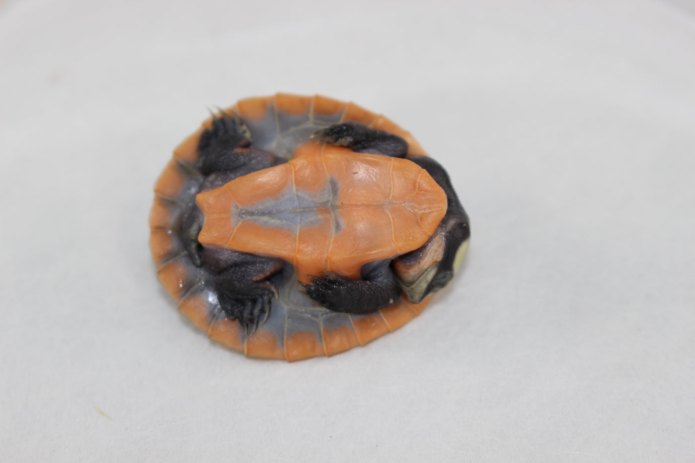 pinkbelly sideneck turtle for sale, buy reptiles online