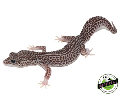 Super Snow Leopard Gecko Adult