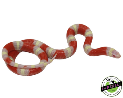 buy milk snakes for sale online at cheap prices