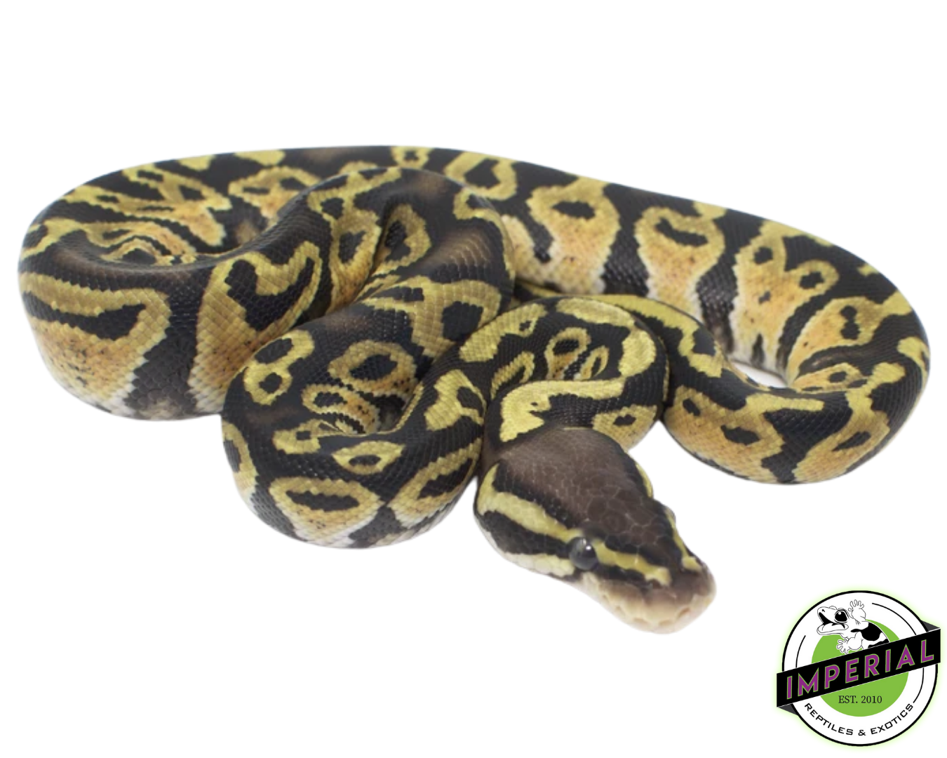 pastel ball python for sale, buy reptiles online