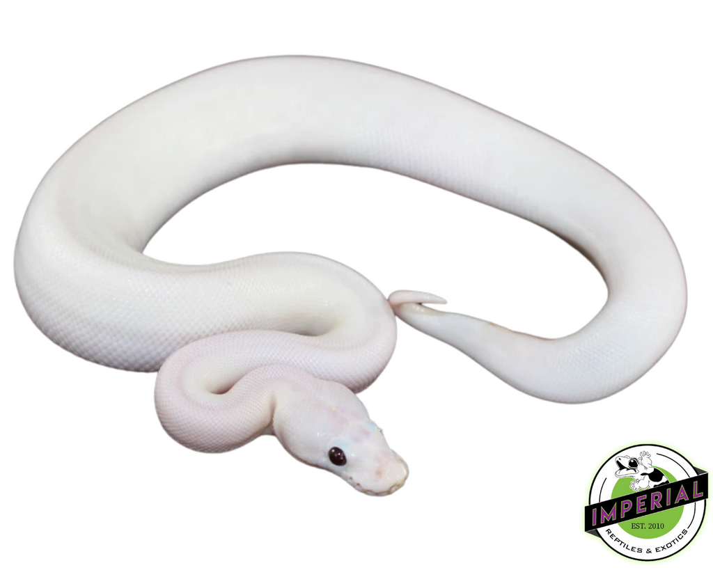 White Ringed Ball Python White wedding ball python 60 photos - Astyledwedding.com