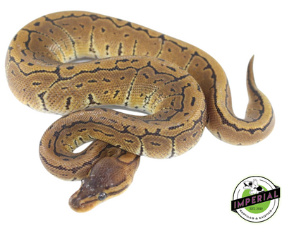 pinstripe ball python for sale online at cheap prices, buy ball pythons near me
