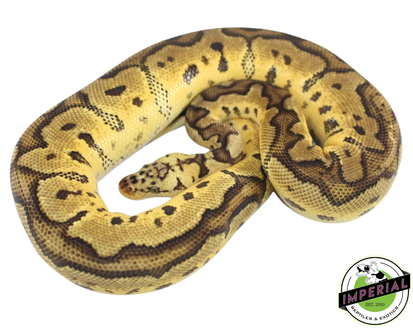 Killer Clown Ball Python