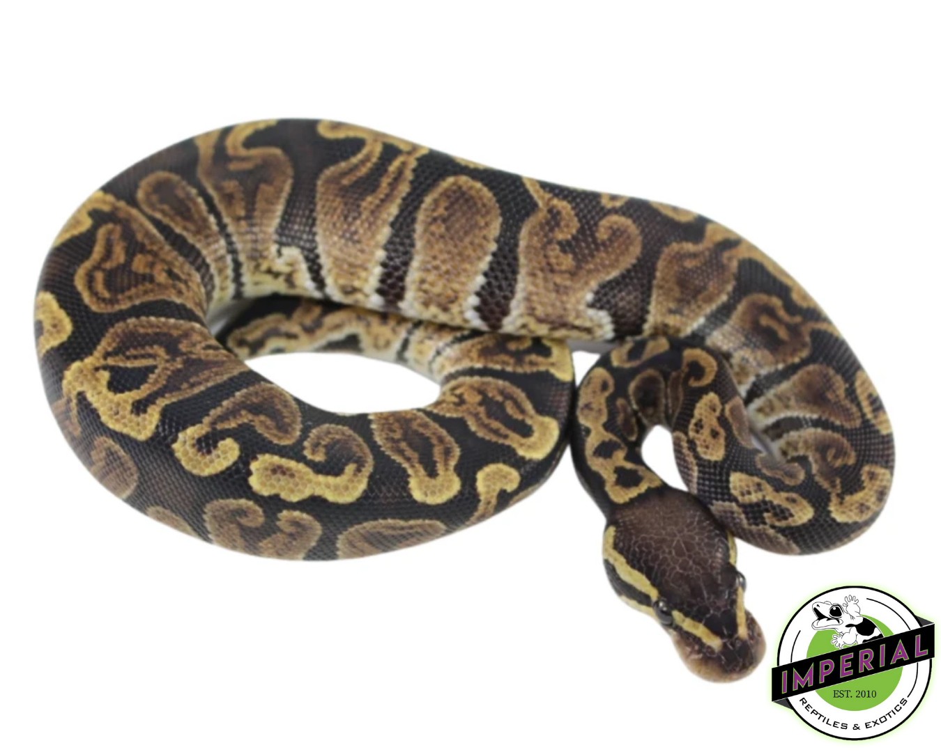 ghi ball python for sale online, buy ball pythons near me at cheap prices