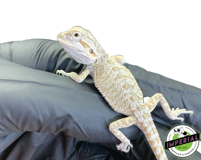 Frosted Hypo Bearded Dragon Baby