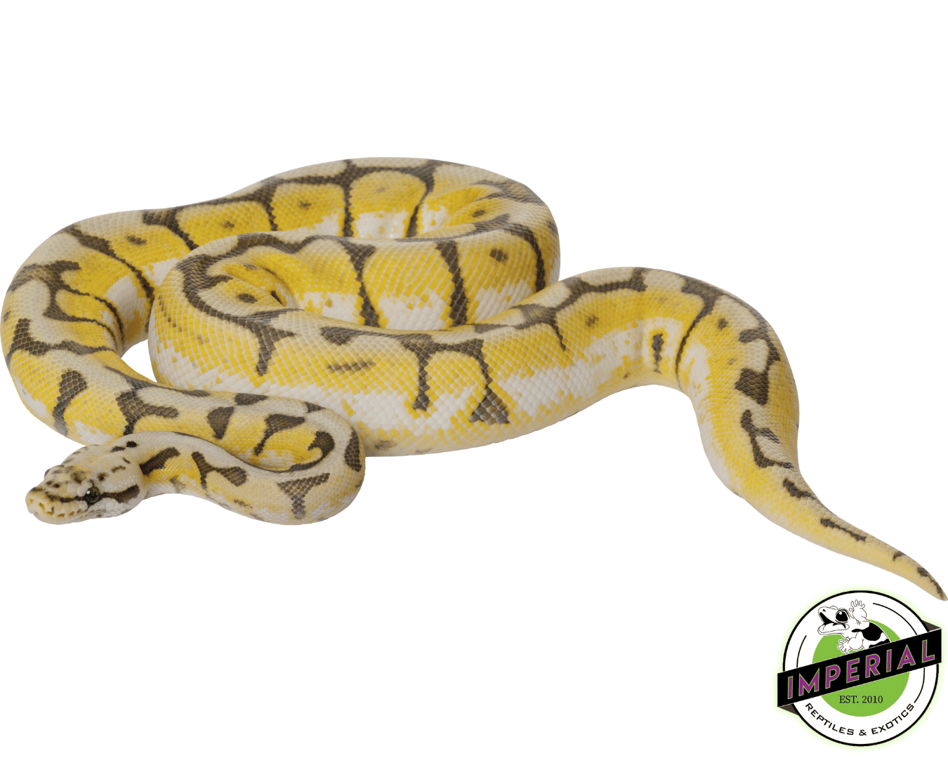 Bumble Bee Ball Python – IMPERIAL REPTILES & EXOTICS