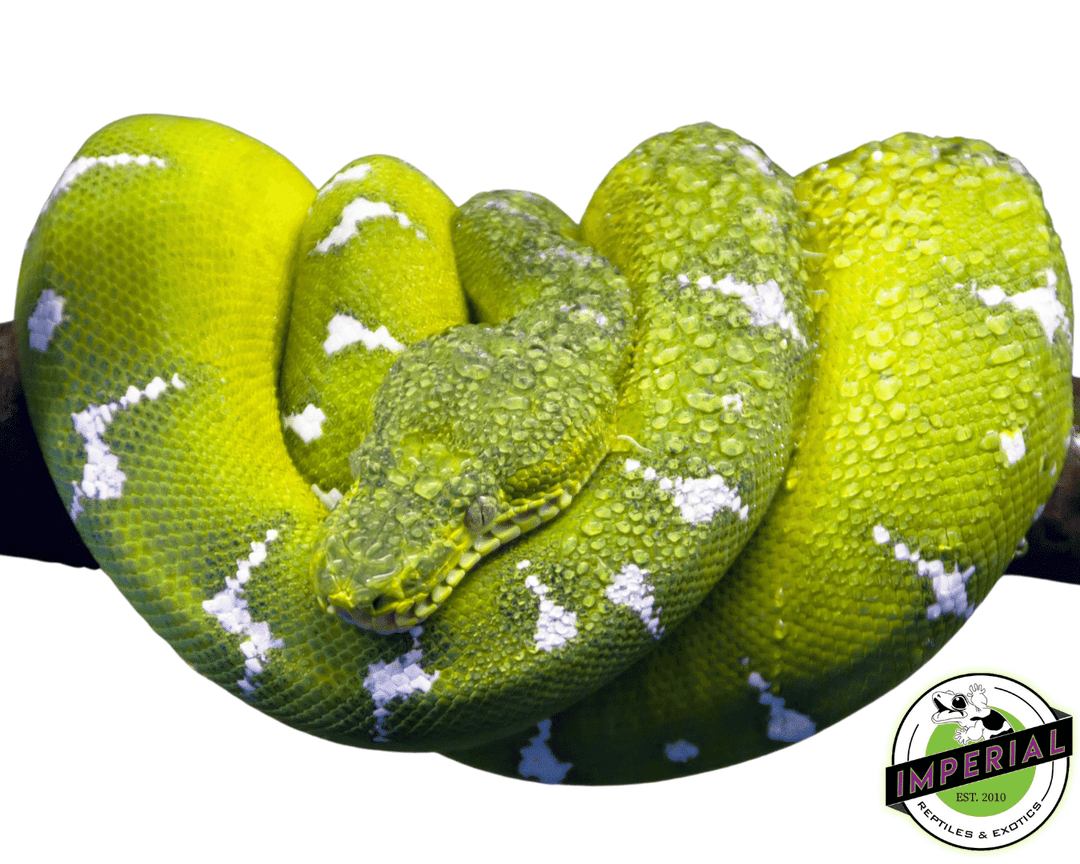 boa Emerald Tree Boa (Safari Ltd.)