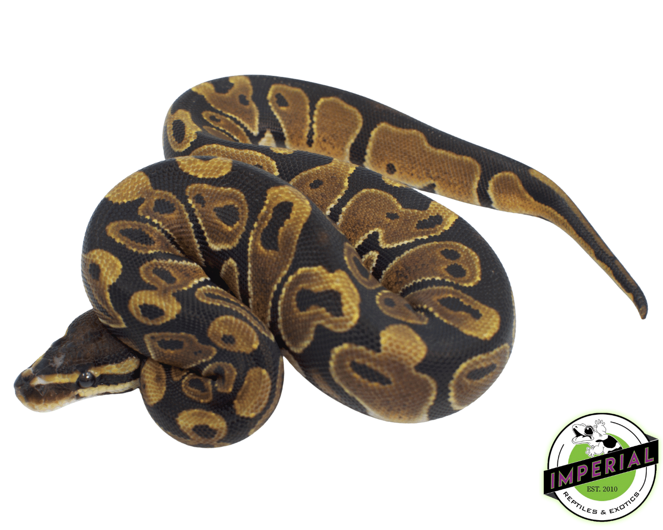 Scaleless Ball Python