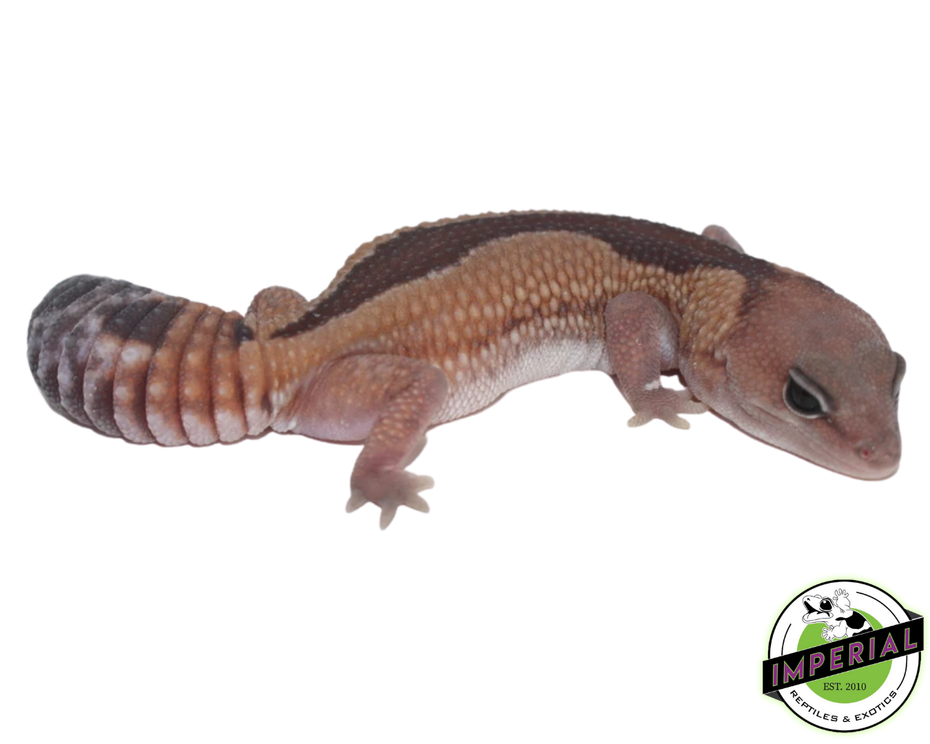Zulu Het Caramel African Fat Tail Gecko