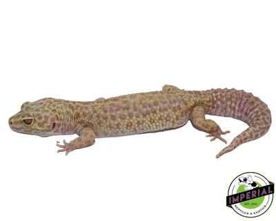 Aptor Leopard Gecko Adult