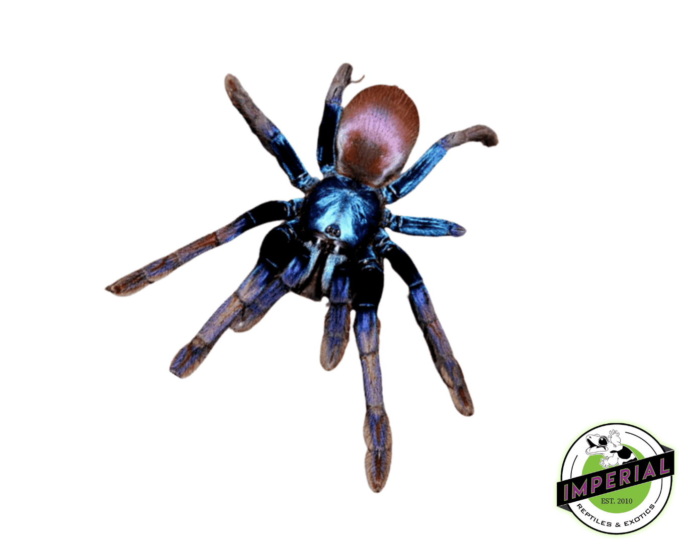 Indian Rainbow Aka LSD Earth Tiger Tarantula Haploclastus Devamatha Indian Rainbow Aka LSD Earth Tiger Tarantula Haploclastus Devamatha