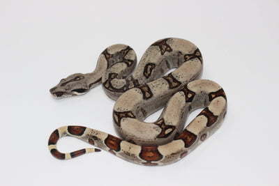 jungle colombian boa constrictor for sale, buy reptiles online