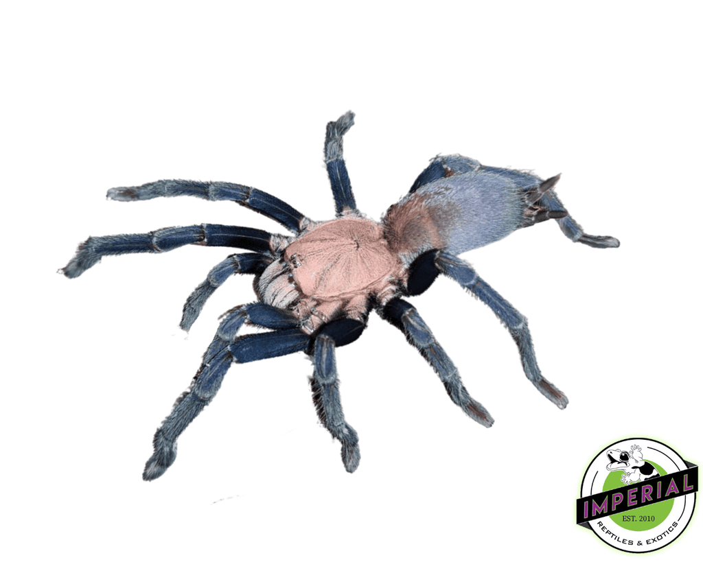 Spider  Audax_Bryantae_Big_Bend_Locale