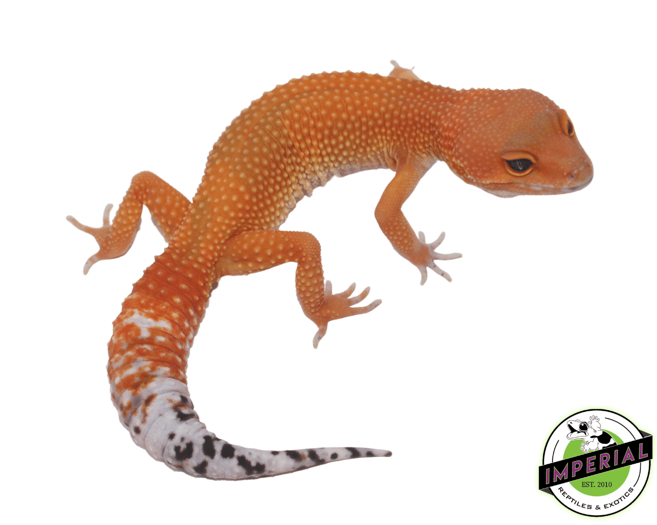 og tangerine leopard gecko for sale, buy reptiles online