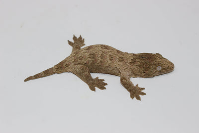Leachianus Gecko Baby